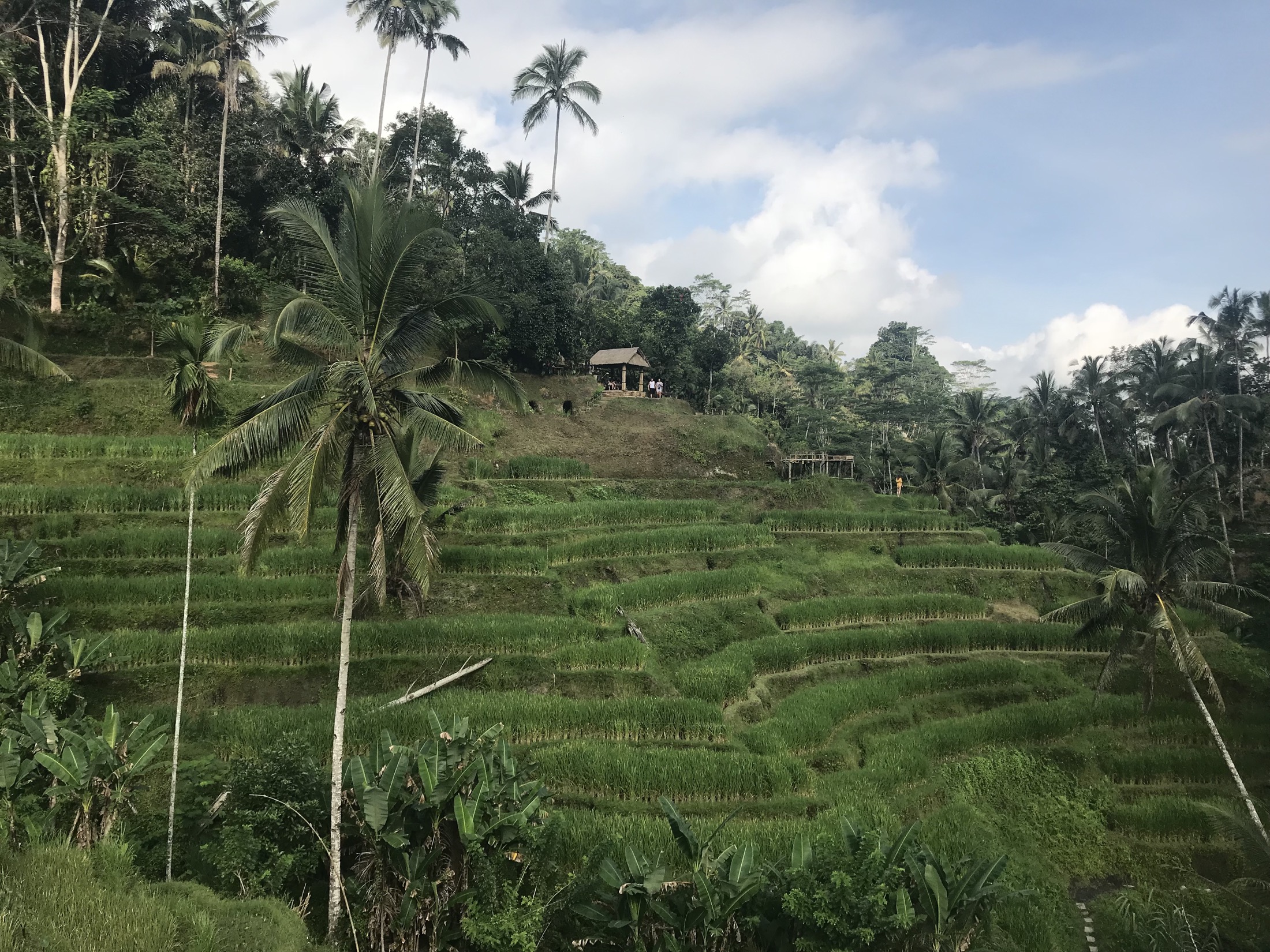 Rizieres en terrasse a Bali